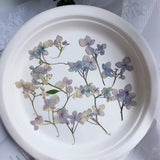 12PCS Pressed Dried Hydrangea Flower, natural pink purple, violet colors FHT32 Hydrangea