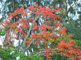 Royal Poinciana Delonix flamboyan flame tree exotic seed 50 seeds red flower Orchids