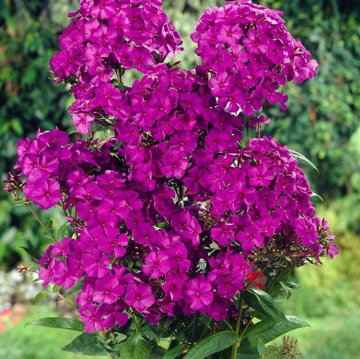 Garden Phlox Nickey 1 Root Garden Plants