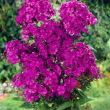 Garden Phlox Nickey 1 Root Garden Plants