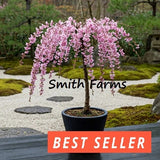 15+ Seeds PINK WEEPING JASMINE Flowers Easy to Grow Garden Tree Garden Plants