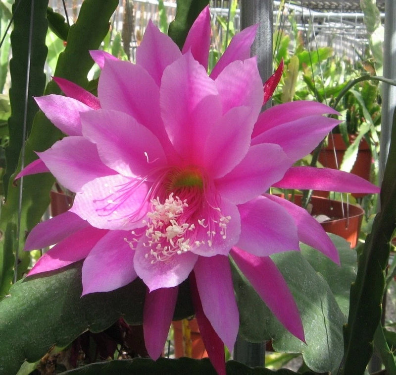 Orchid cactus bloom with bright pink magenta petals and green stem pads in a pot