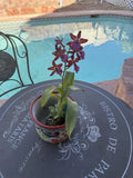 Orchid Plant Colm Massai Pink 3 in pot 4bulb no bloom Orchids