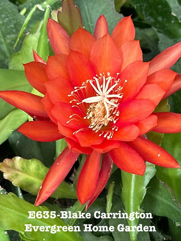 Red epiphyllum orchid cactus flower with green leaves, white stamens