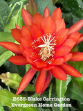 Rooted Epiphyllum Orchid Cactus ÒBlake CarringtonÓ Growing In 4Ó Starter pot Orchids