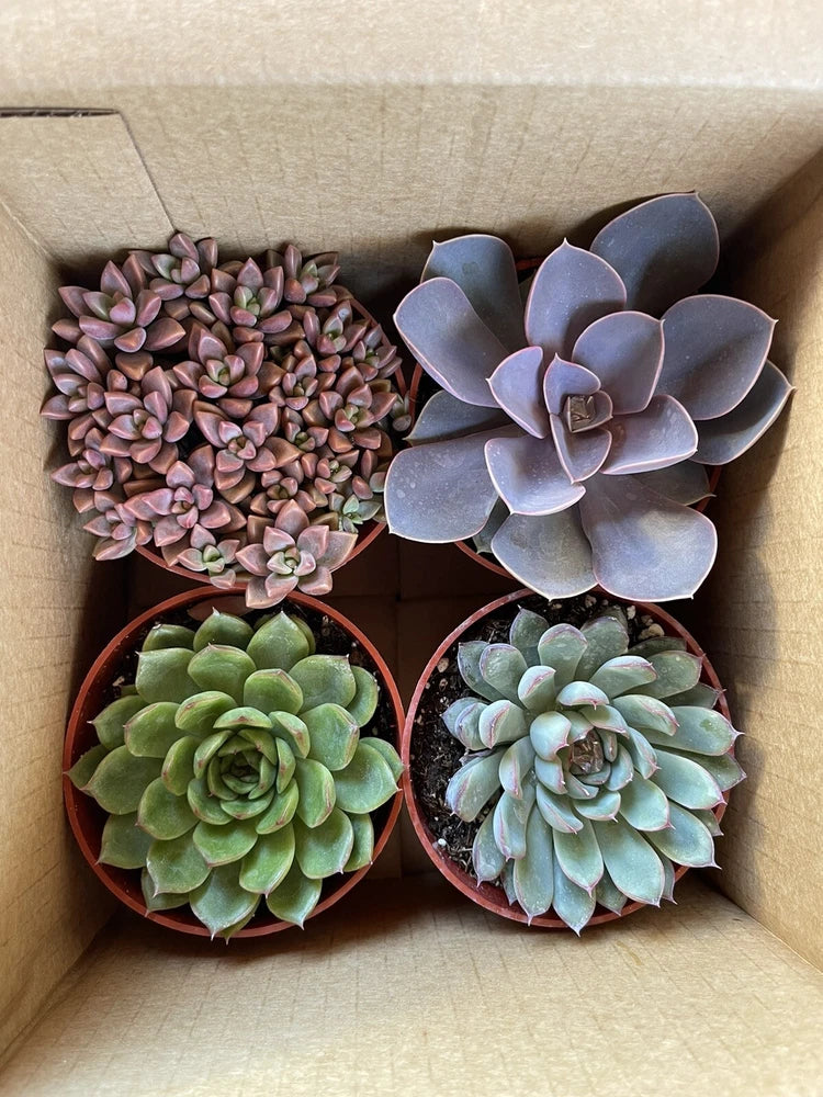 4 Inch Succulents (4 Pack) Orchids