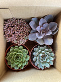 4 Inch Succulents (4 Pack) Orchids