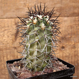D3723 COPIAPOA WAGENKNECHTII KK58 pot12-H14-W7 cm MaMa cactus Green Plant