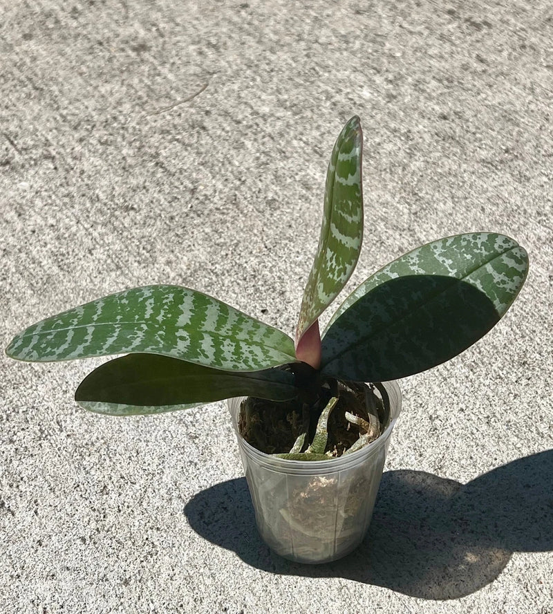 Flowering-Size, Phalaenopsis philippinensis, Rare Philippine Moth Orchid Orchids