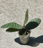 Flowering-Size, Phalaenopsis philippinensis, Rare Philippine Moth Orchid Orchids