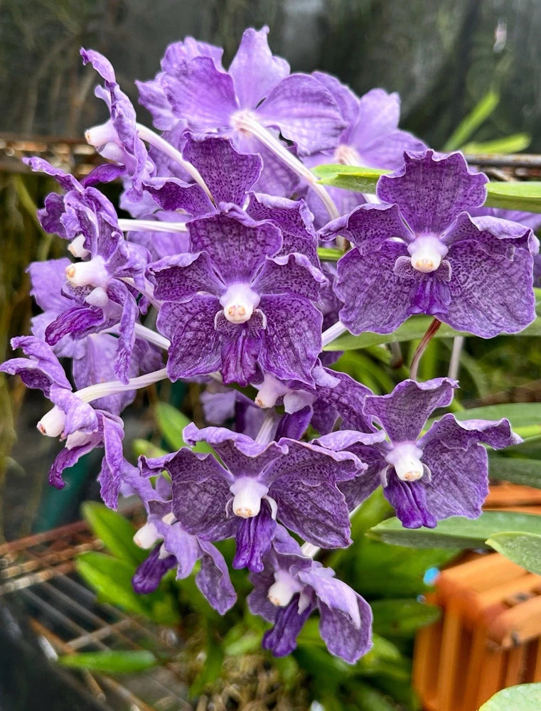 Purple vanda orchid with clustered ruffled blooms and white centers