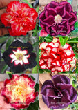 BEAUTIFUL!! ADENIUM "Mixed" 6 GRAFTED PLANTS RARE!!!! Flowering Plants