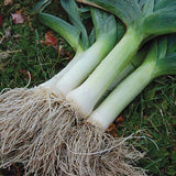 300 GIANT MUSSELBURGH LEEK ONION SEEDS  FRESH HARVEST FOR GARDENS Garden Plants