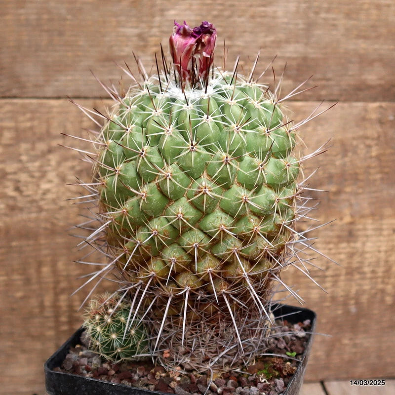 Potted green cactus plant with sharp spines in a black square planter