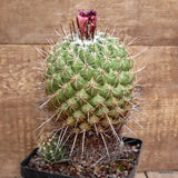 A7717 THELOCACTUS CONOTHELOS pot12-H17-W12 cm MaMa Cactus Green Plant