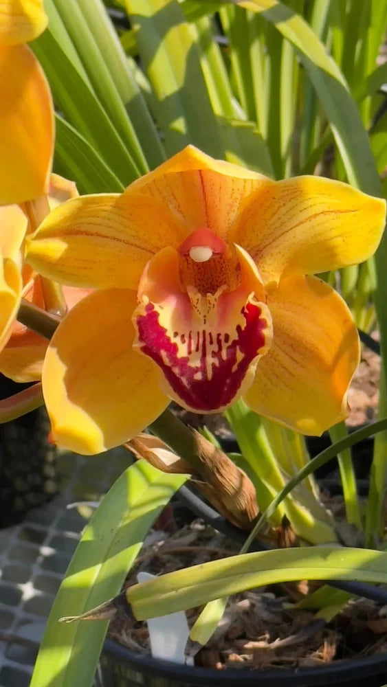 Orange-red cymbidium orchid flower with red lip and yellow petals, green leaves in pot