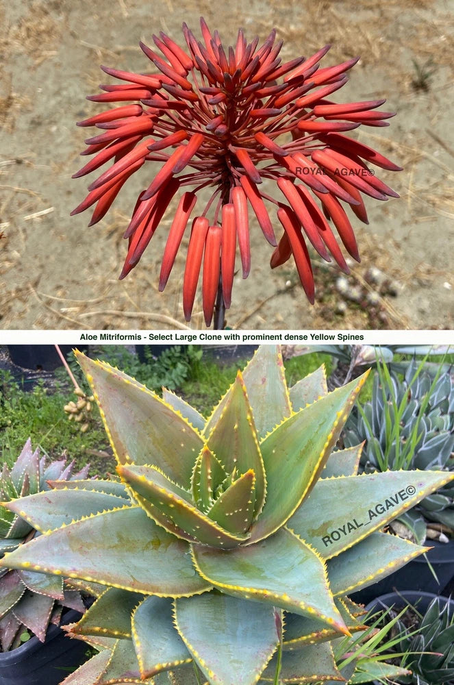 Aloe Mitriformis - Select Clone Seedlings!! Large type with Dense Yellow Spines! Flowering Plants