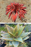 Aloe Mitriformis - Select Clone Seedlings!! Large type with Dense Yellow Spines! Flowering Plants
