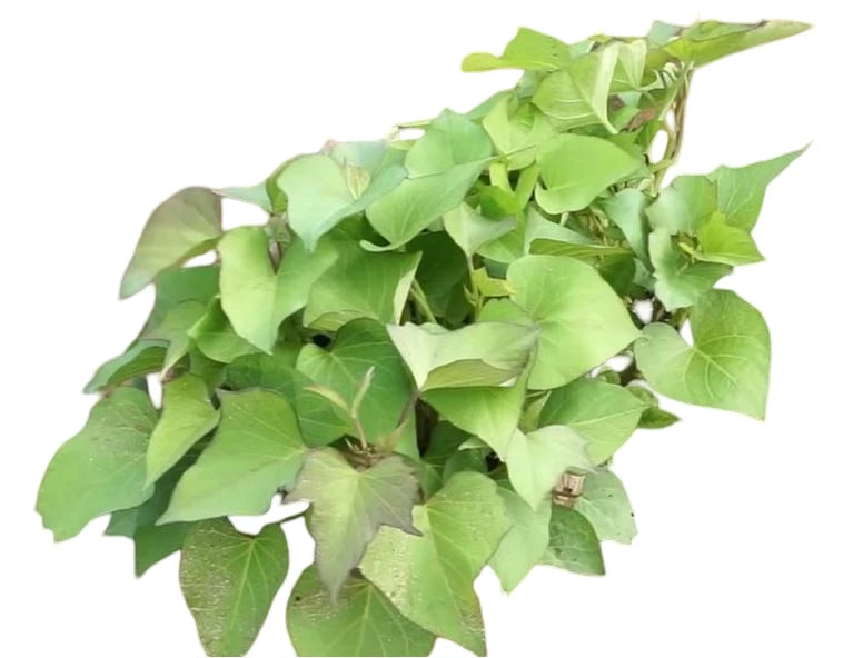 Live sweet potato slips with green vine leaves, ready to plant