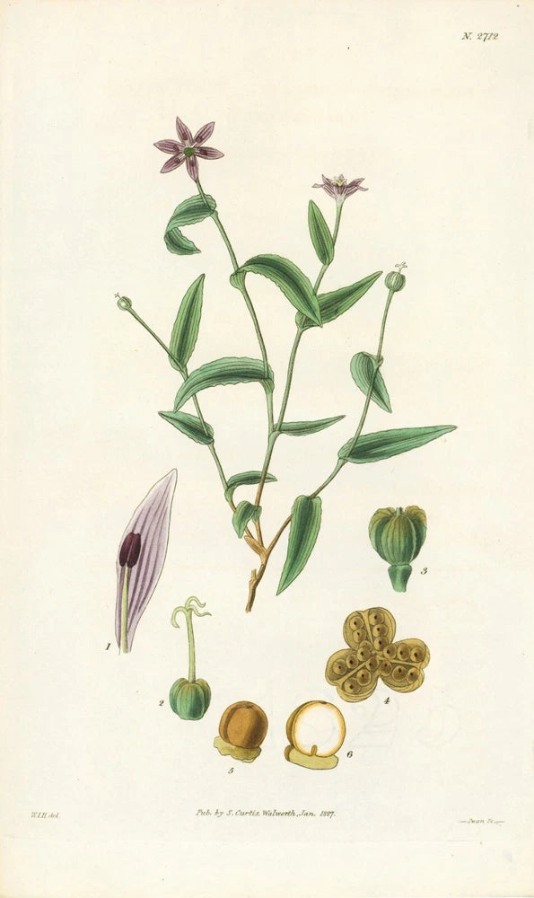 Original 1827 Curtis Print - "Schelhammera Undulata" -- (Lilac Lily) Lily