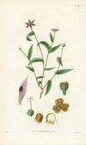 Original 1827 Curtis Print - "Schelhammera Undulata" -- (Lilac Lily) Lily