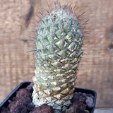 D3560 CORYPHANTHA SP. pot10-H13-W5 cm MaMa Cactus Green Plant