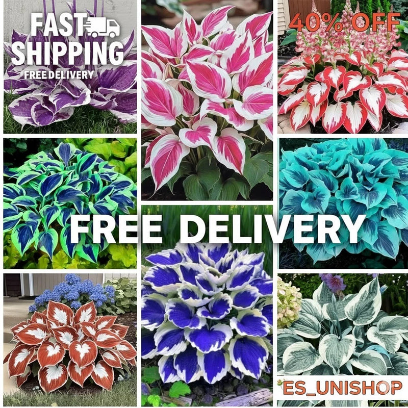 200+ Mixed Rare Hosta Seeds for Planting-Attract Pollinators Perennial Garden De Lily