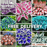 200+ Mixed Rare Hosta Seeds for Planting-Attract Pollinators Perennial Garden De Lily