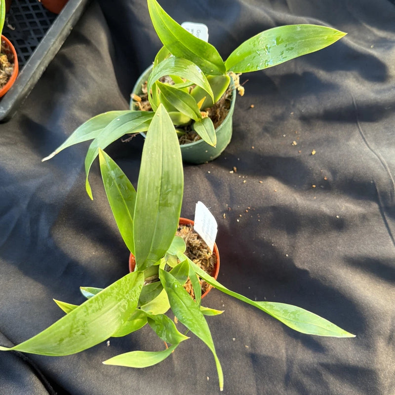 Orchid lie Gomesa planifolia- bare root Orchids