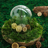 50 grams Green Natural Reindeer Moss Vase Fillers Wedding Party Decorations Sale Green Plant