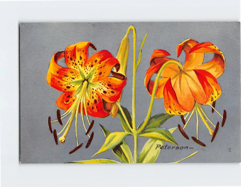 Turk's-cap lily art print with two orange-red spotted flowers, green stems and leaves