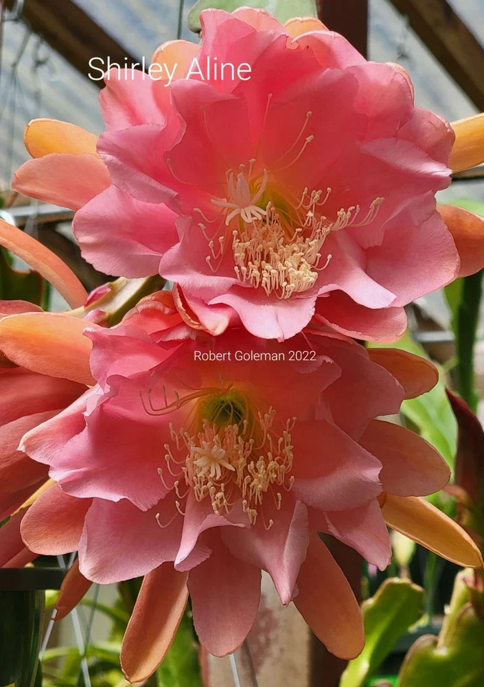 Pink orchid cactus flower with double blooms and orange buds