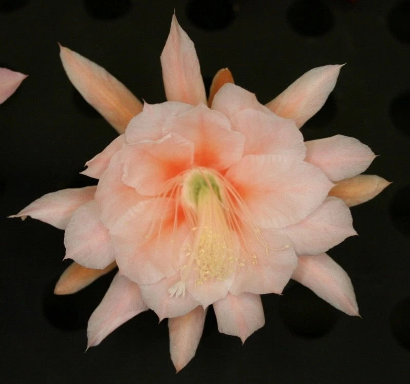 Orchid cactus bloom with pale peach-pink petals and a pale green center