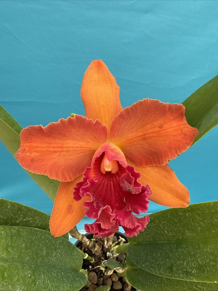 Orange orchid flower with magenta-red center in a small pot, with green leaves