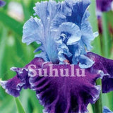 20 SEEDS for Purple/Blue IRIS rare flower exotic bloom garden plant USA Seller P Garden Plants