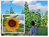 x50 Mammoth Grey Stripe Sunflowers - MICHIGAN GROWN! Organic, Heirloom, non-GMO Flowering Plants