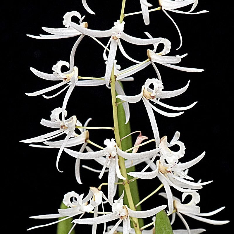 White fringed dendrobium orchid flowers on green stem