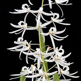 Dendrobium wassellii 'Max Mipro' CCE/AOS division of awarded orchid Orchids