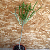 D4605 EUPHORBIA SP. pot24-H86-W45 cm MaMa Cactus Green Plant