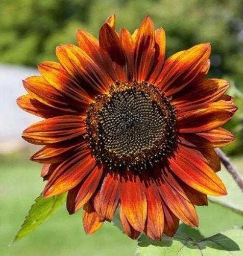 Velvet Queen Sunflowers - Seeds - Organic - Non Gmo - Heirloom Seeds Sunflower