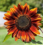 Velvet Queen Sunflowers - Seeds - Organic - Non Gmo - Heirloom Seeds Sunflower