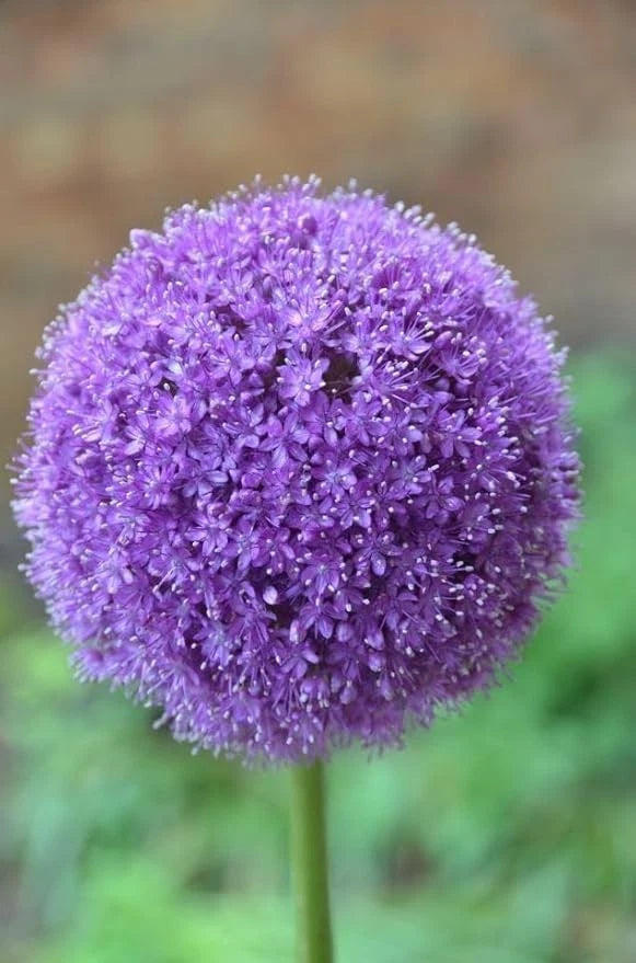 Light purple allium flower head with fine star-shaped blooms on a green stem