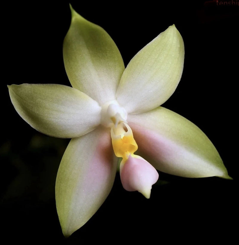 Green orchid flower with five pale petals and yellow center lip