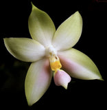 Phalaenopsis bellina f. chloracea Orchids