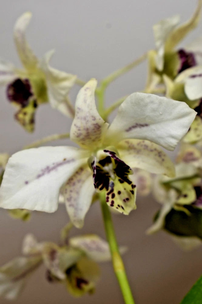 Blooming orchid plant with white flowers and dark purple speckled centers