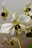 In SPIKE! Dendrobium Roy Tokunaga-4 Inch Pots, Fragrant, Blooming Size Orchids