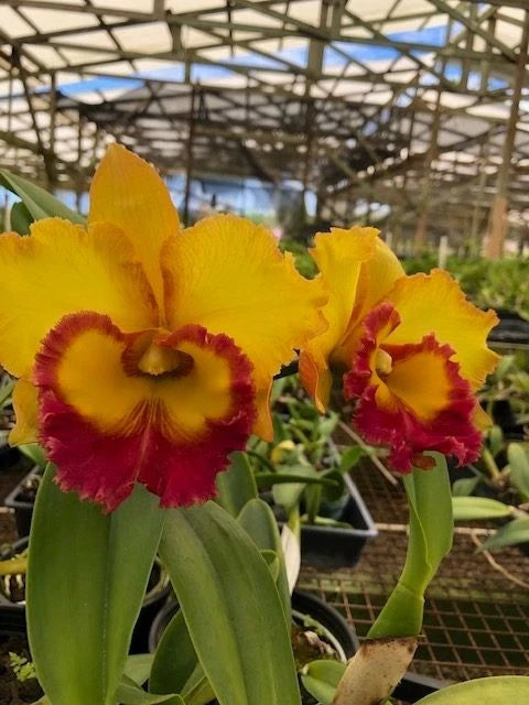 (640-1) Rlc.Thakshina 'Gold  '     BS    Fragrant Orchids