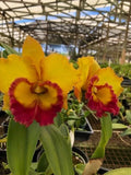 (640-1) Rlc.Thakshina 'Gold  '     BS    Fragrant Orchids