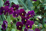 200+ Matrix Purple Pansy (Viola) Seeds for Garden - USA - FREE SHIPPING! Garden Plants