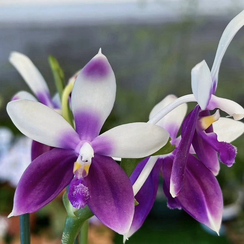 Purple and white Phalaenopsis orchid with five blooms and green stems